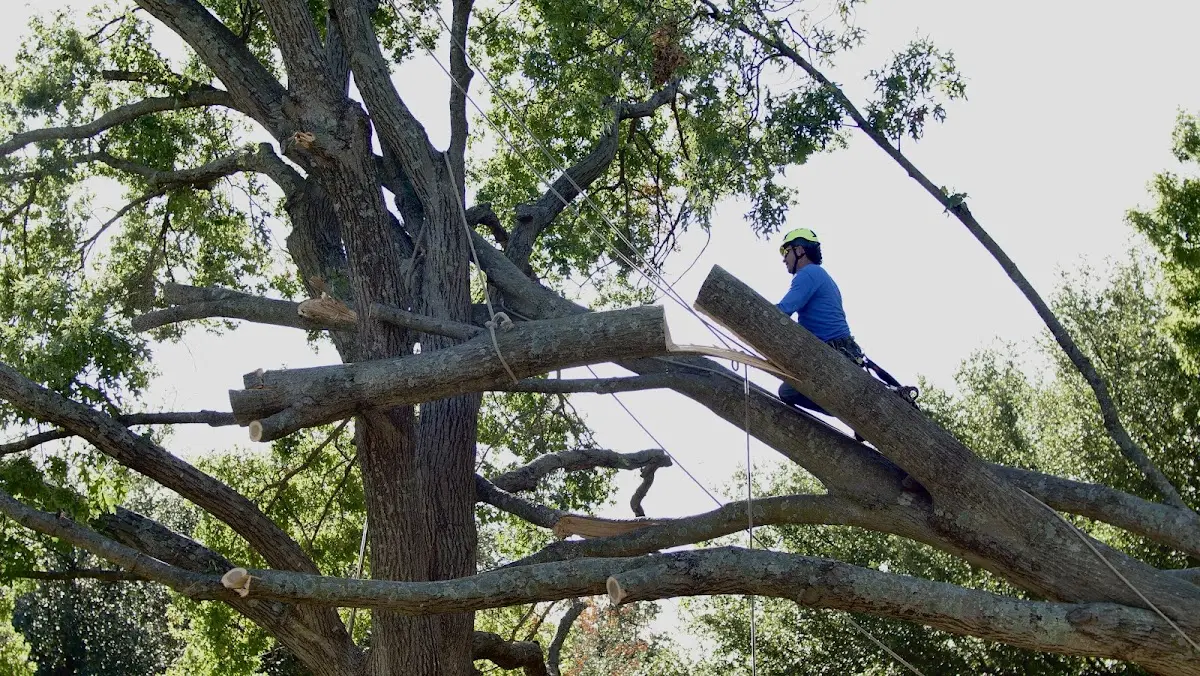Professional Crown Thinning performed by certified arborists in Mohawk
